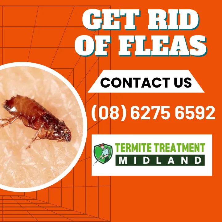 flea-prevention-guide