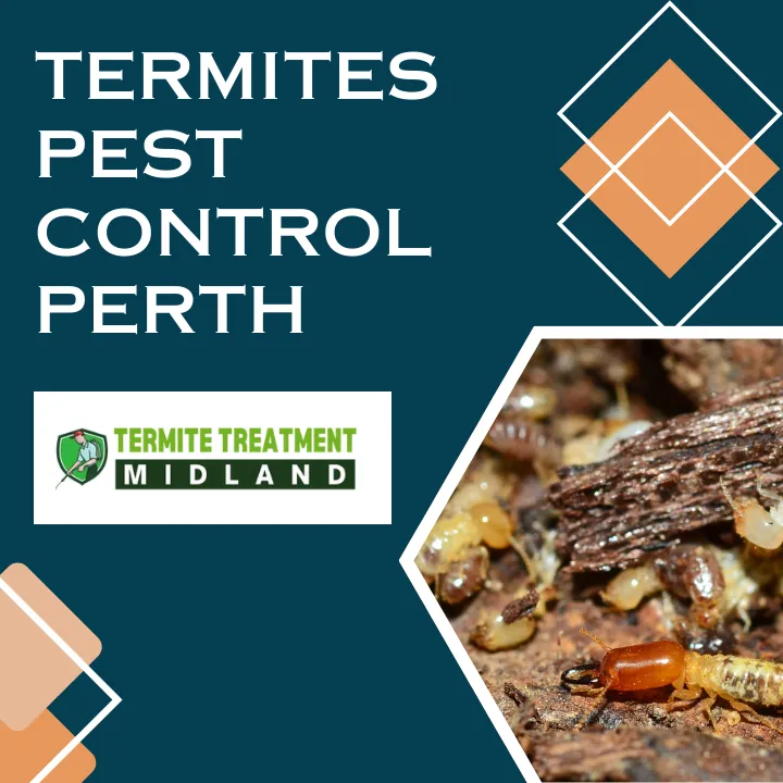 home-termite-attraction-guide