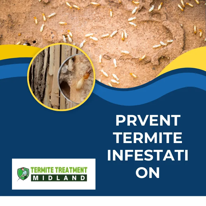 what-do-termites-look-like