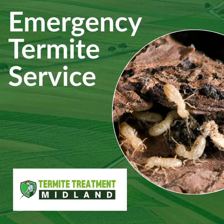 emergency-termite-treatment-service