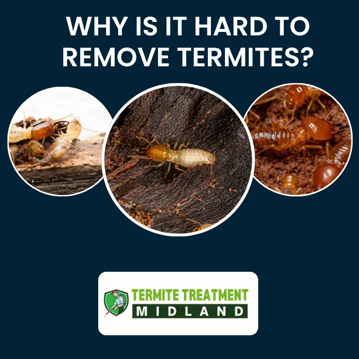 Termites are difficult to remove because they hide deep and spread quickly.