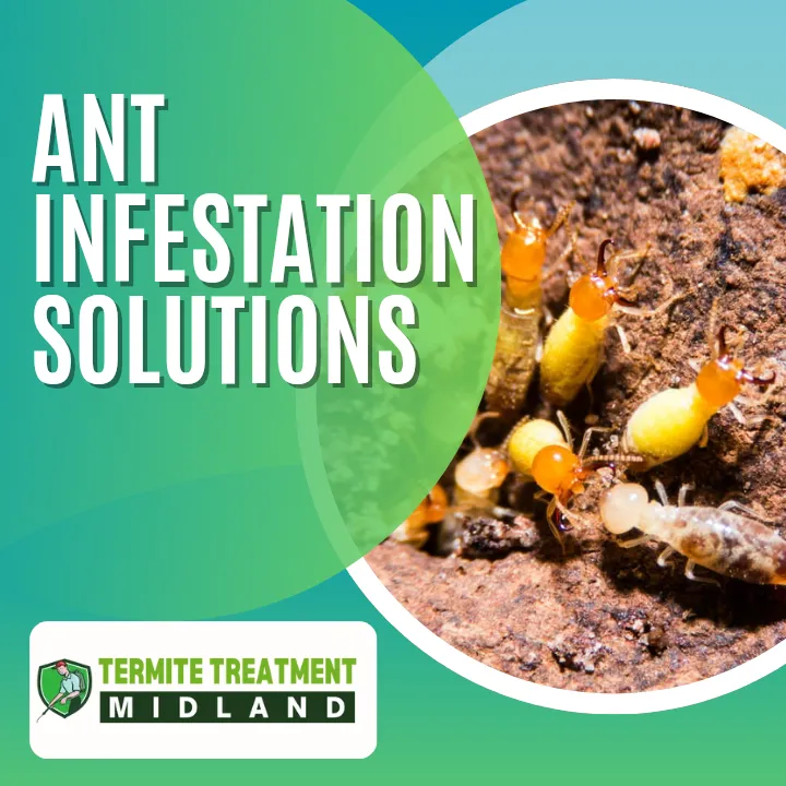 white-ant-bait-stations-effective-for-infestations