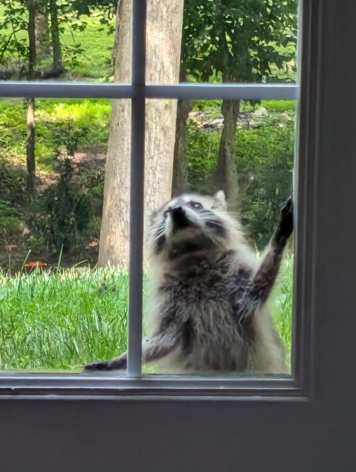 Noah Through Susan's Eyes