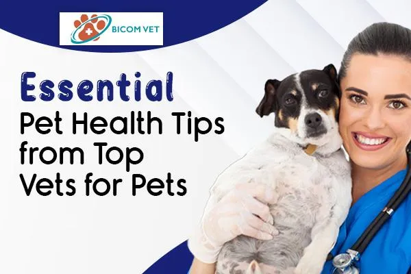 Top Pet Health Tips from Expert Vets for Pets and Owners