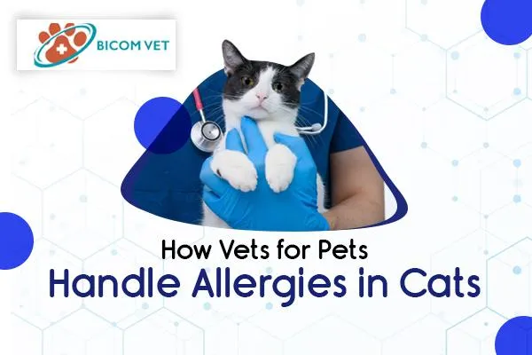 How Vets for Pets Handle Allergies in Cats