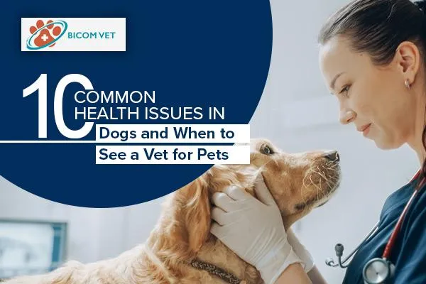 Top 10 Common Dog Health Issues and When to See an Expert Vet