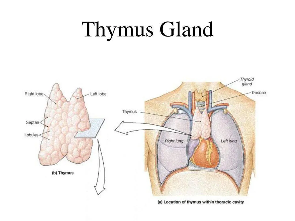 The Thymus Gland