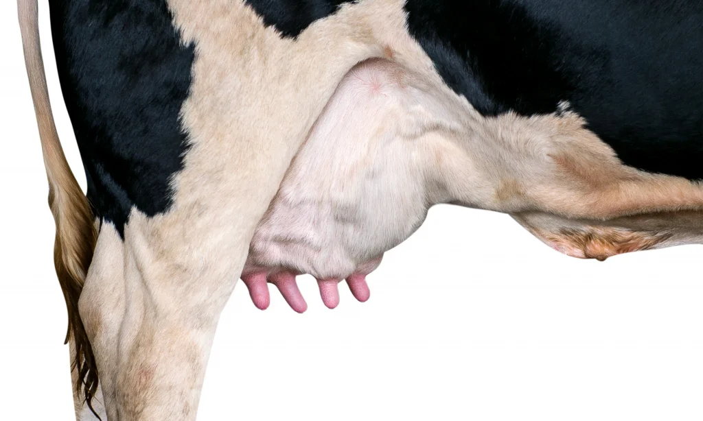 Bioresonance Therapy and Udder Inflammation in Cows