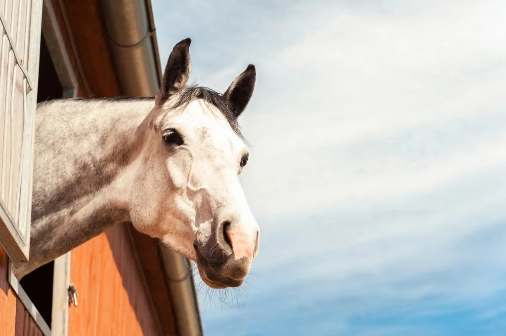 Treating Horses with Colic with Bioresonance