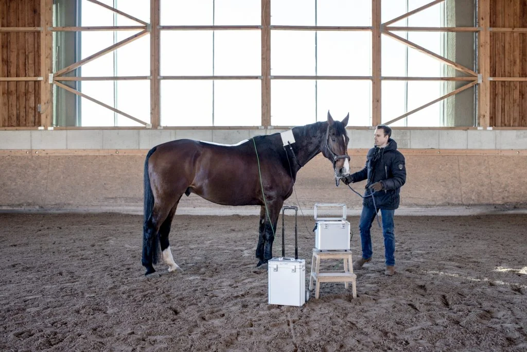 Treating Horses with Strangles with Bioresonance