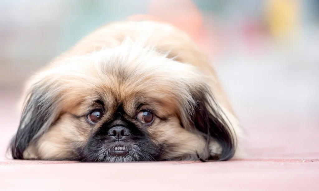 Bioresonance therapy and skin diseases in animals