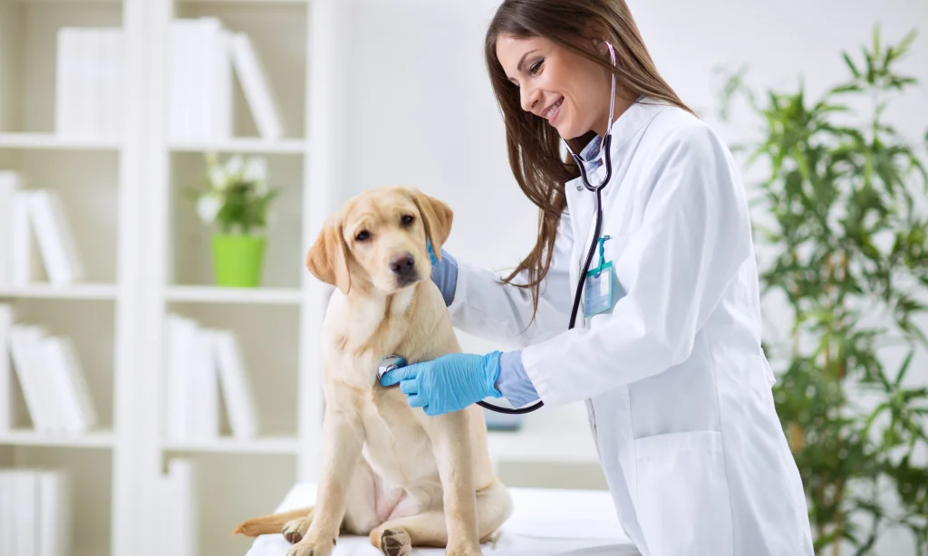 Bioresonance In Veterinary Practice
