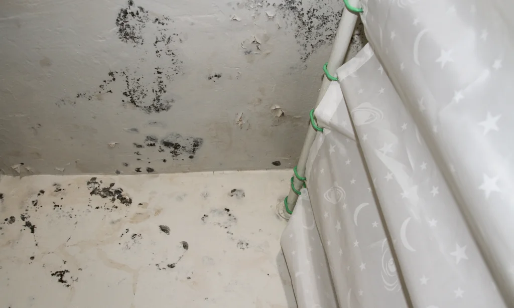 The Role Of Bioresonance Therapy In Mildew Fungi Contamination