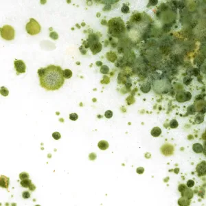 Bioresonance Therapy for Mildew and Fungi Contamination