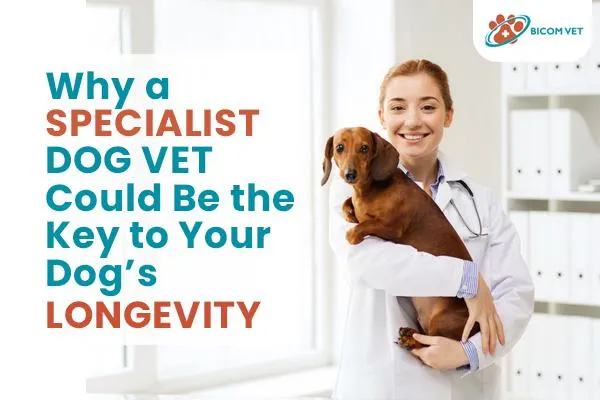 Best Specialist Dog Vet: Expert Care for Your Pet’s Longevity