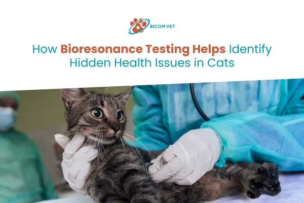 Bioresonance Testing for Cats: Detect Hidden Health Issues