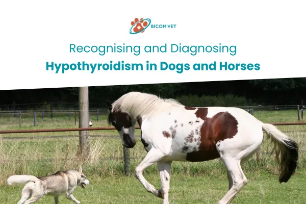 Recognizing and Diagnosing Hypothyroidism in Dogs and Horses
