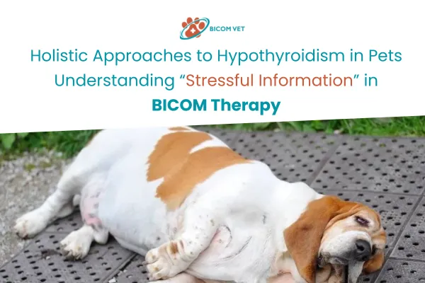 Holistic Help for Hypothyroidism in Pets | BICOM Insights