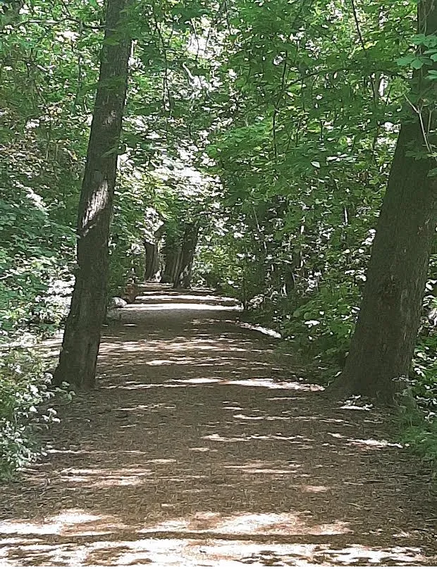 A photo of a tree lined pathway in Canon Hill Common