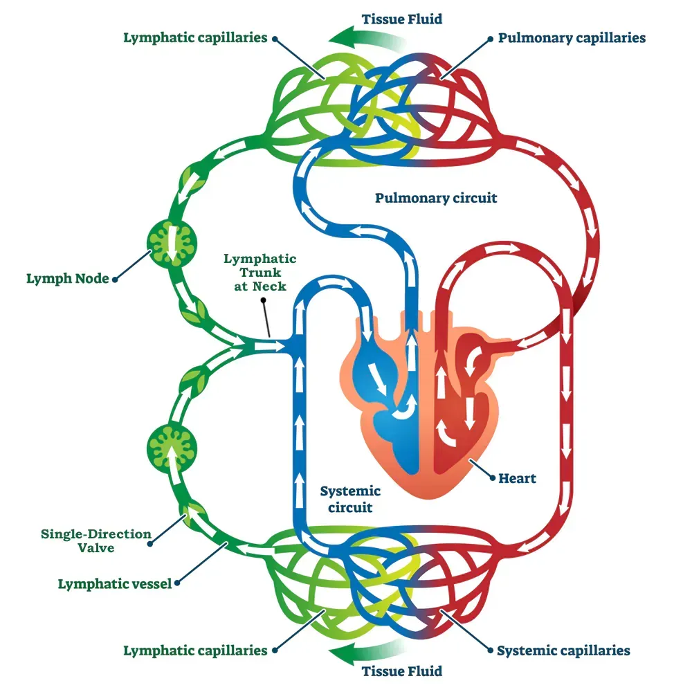 How to Use a Vibration Plate to Support Lymphatic Drainage