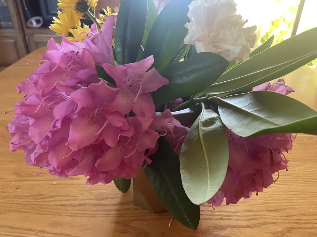 From Azaleas to Rhododendrons: Embracing Change, Growth, and Inner Beauty
