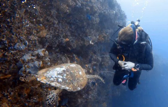 Turtles, Mantas & BMW- what scuba diving can teach us about success in business & life.