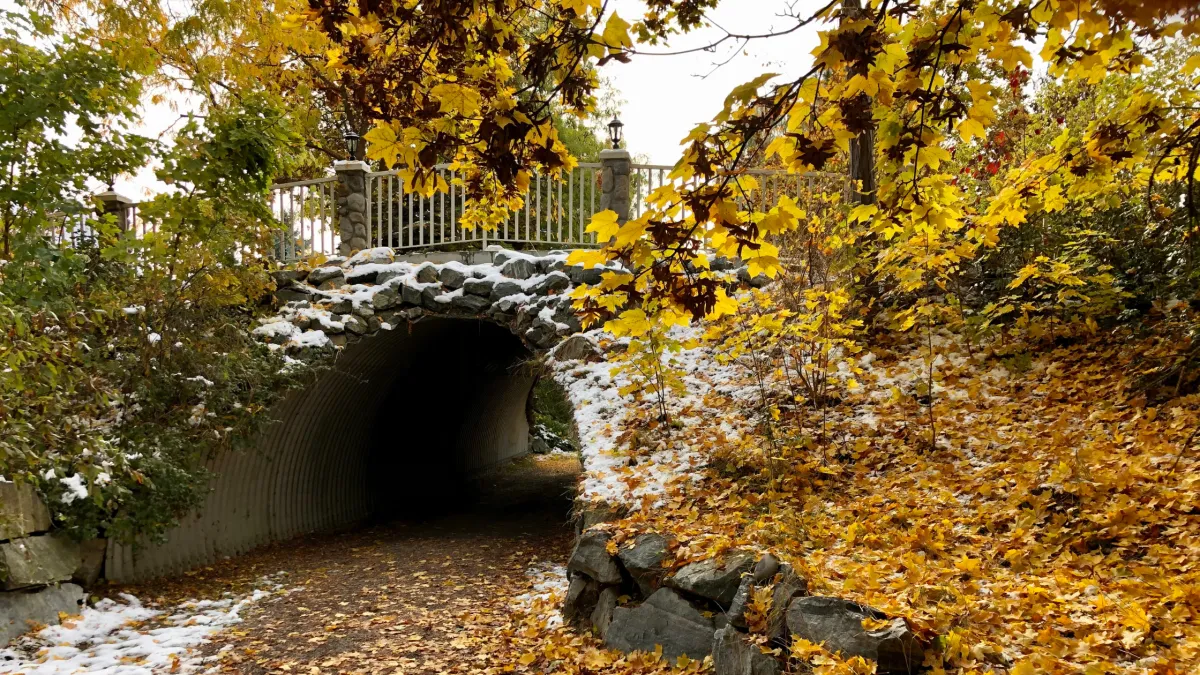 Nearly bare tree covered in twinkle lights, light glowing