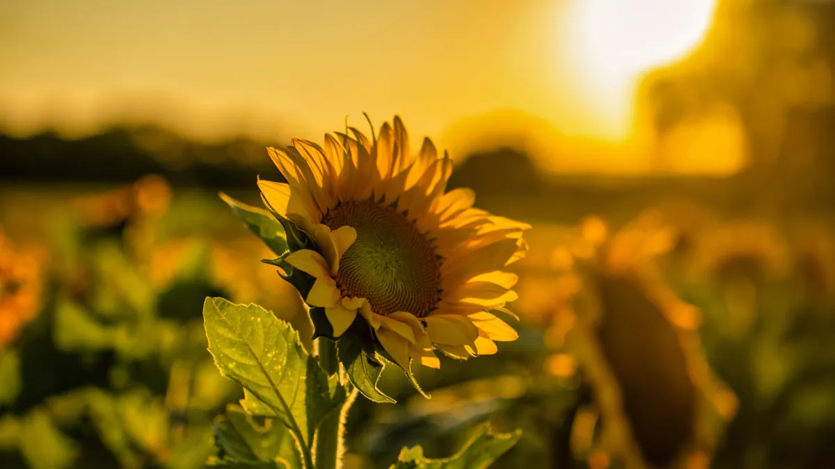 blooming tulip in the summer sun