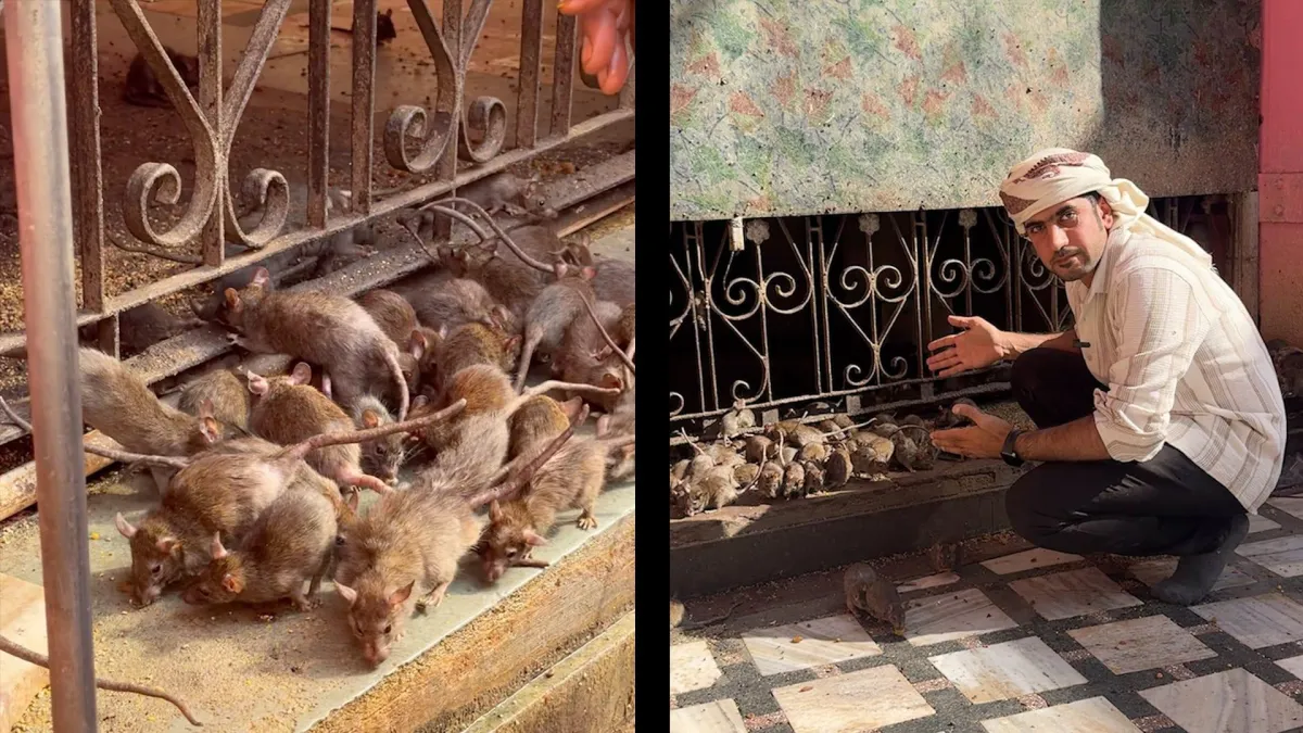 أكثر من 25 ألف فأر في مكان واحد..رحالة إماراتي يوثق "معبد الفئران" في الهند
