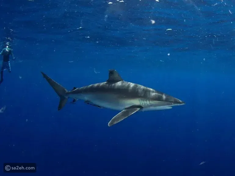 السعودية تصدر أول ترخيص لتجربة الغوص مع أسماك القرش