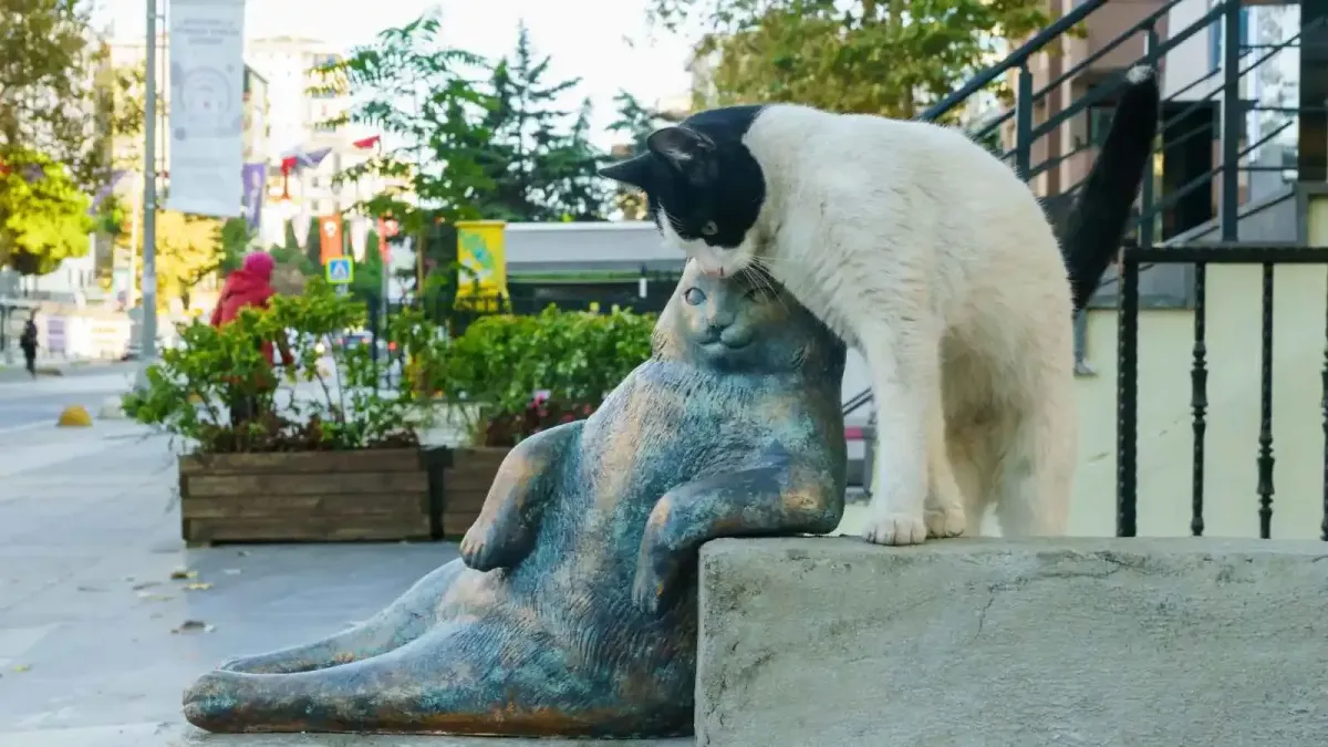 حكاية قطط إسطنبول ورموزها السياحية الشهيرة