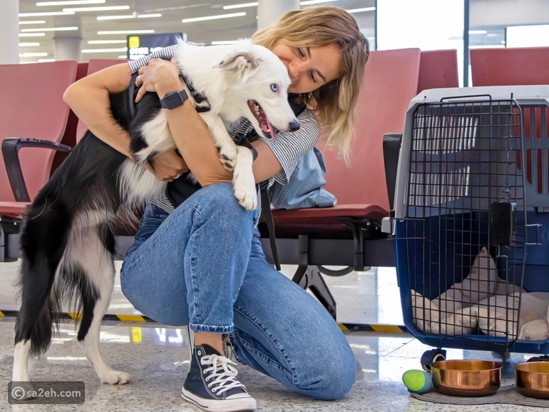 الحيوان الأليف في كابينة الطائرة أم عنبر الشحن؟ مقارنة مهمة