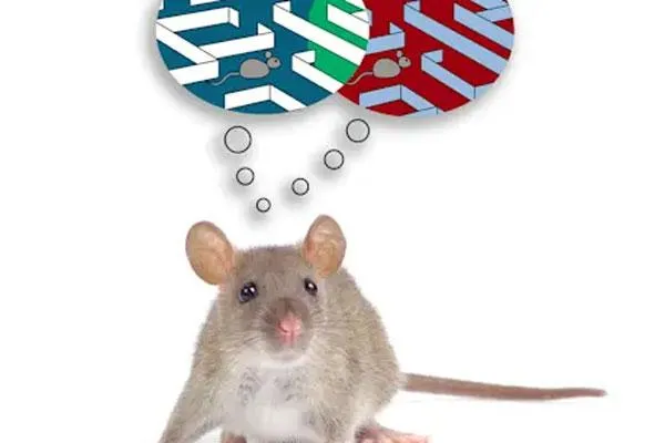 FTL1 & Brain Aging: UCSF Reverses Memory Loss in Mice