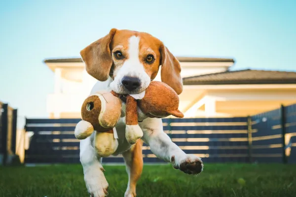 Exercise and Mental Stimulation: Keeping Your Pet Active and Engaged