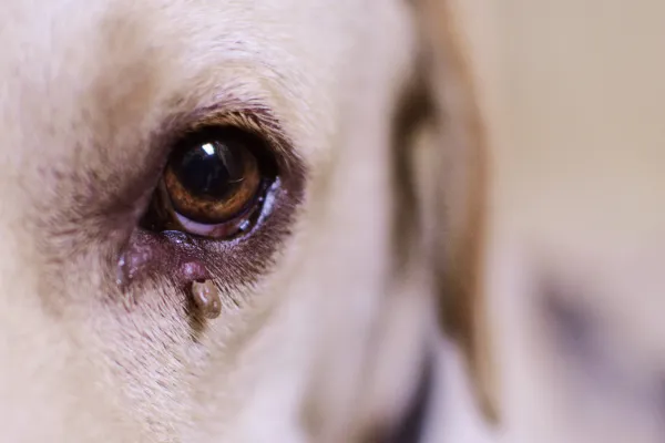 Common Pet Ailments in Northern BC: Understanding Tick‑Borne Diseases & Broader Parasitic Threats