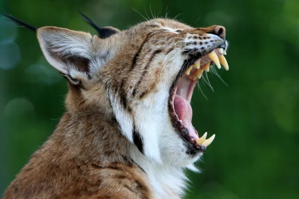 Common Pet Ailments in Northern BC: Zoonotic Diseases in Pets