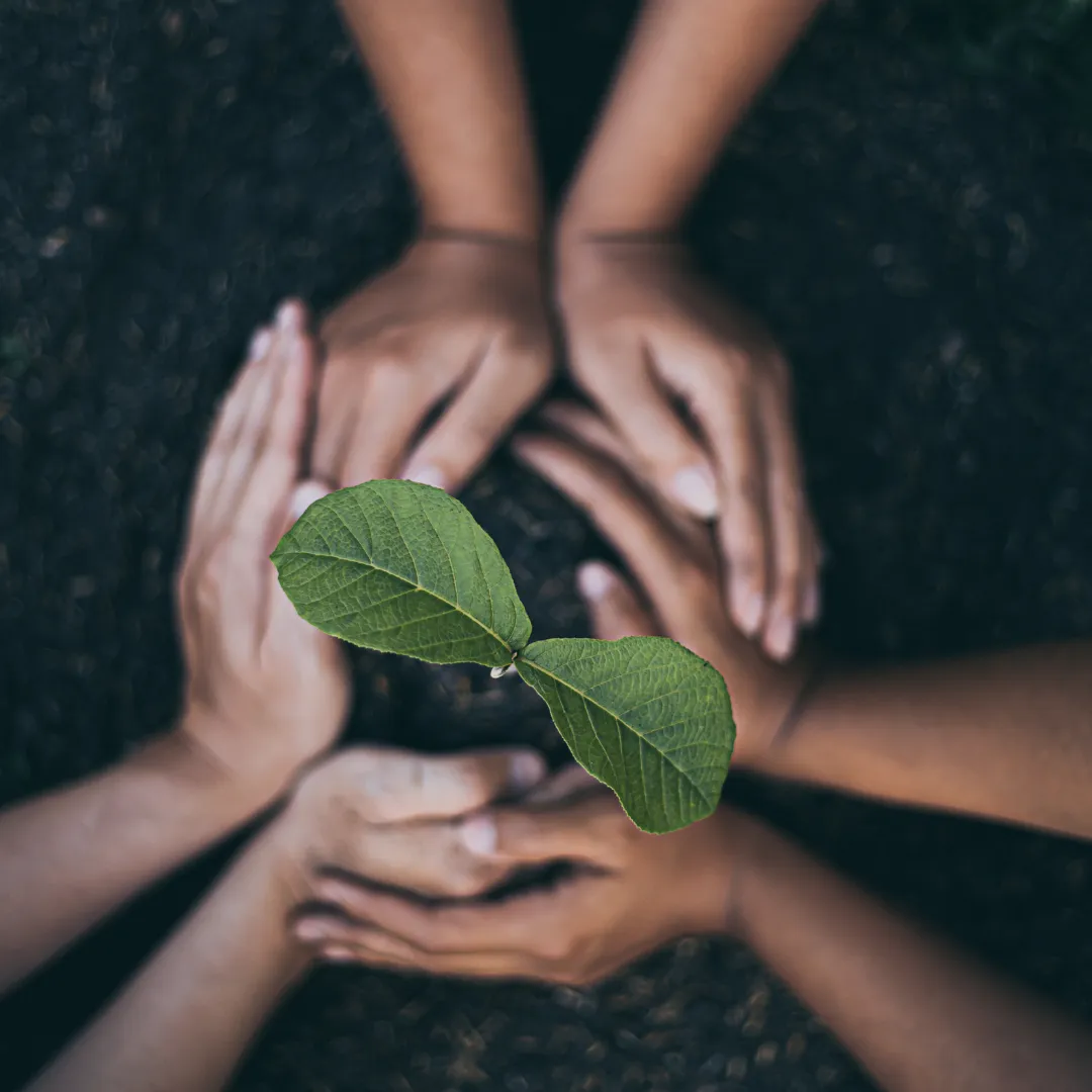 Hands around Plant in Soil
