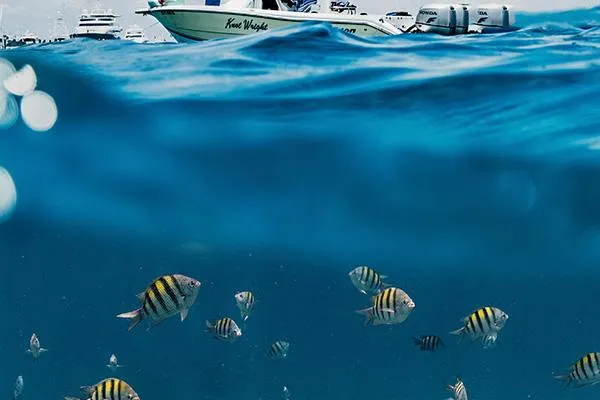 book los cabos fishing charter
