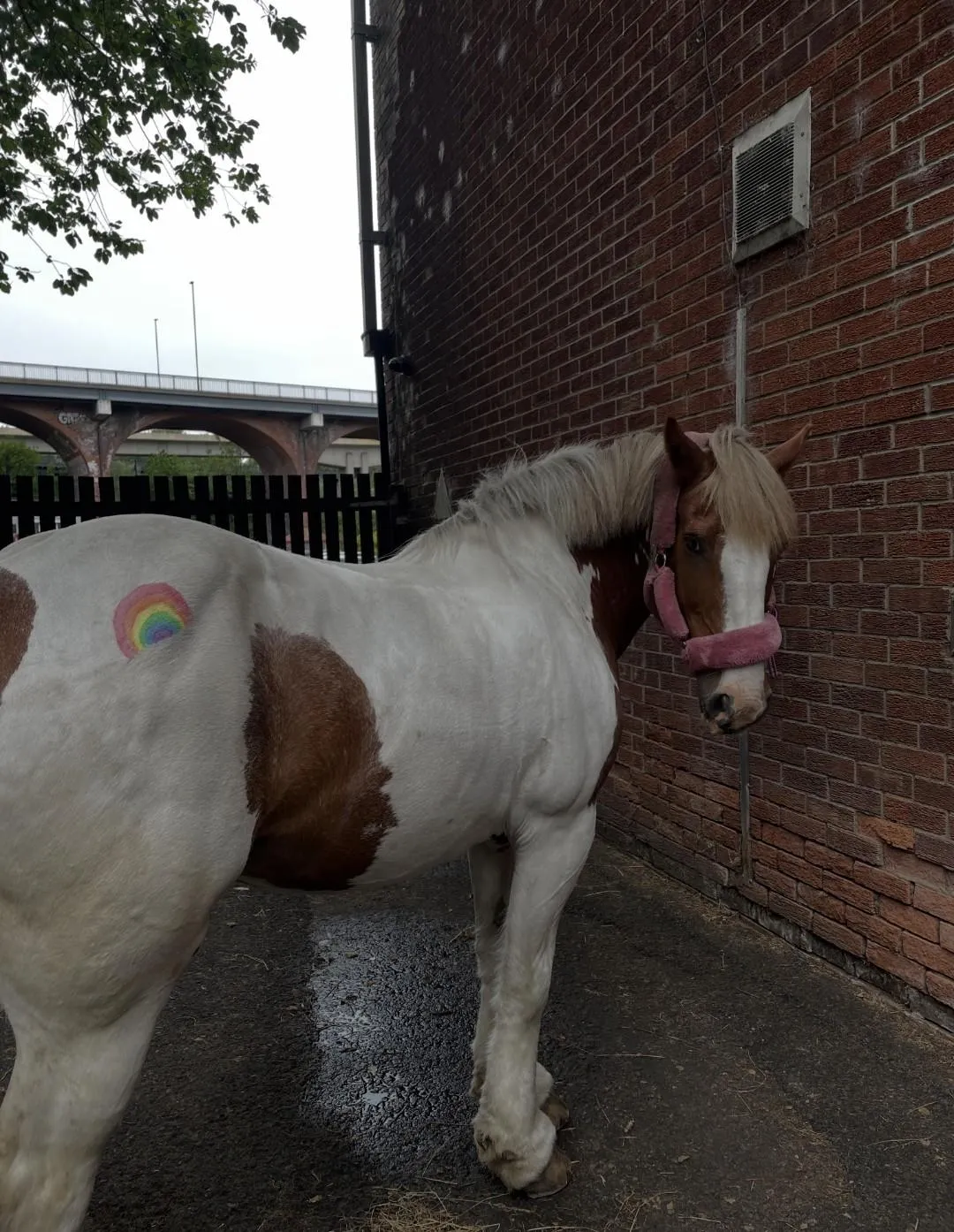 pony