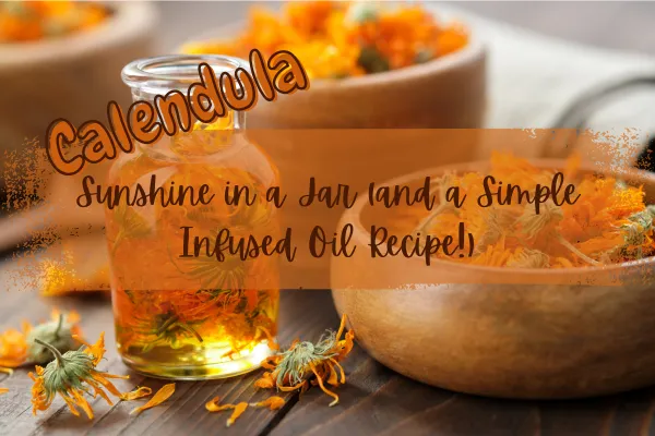 calendula infused oil 