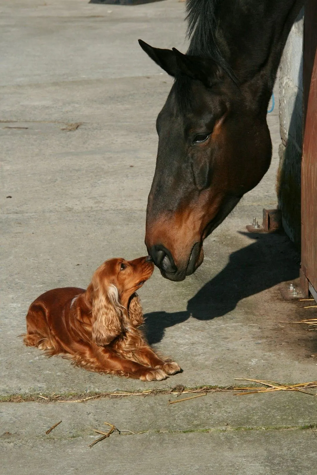 Energetic Support for Animals