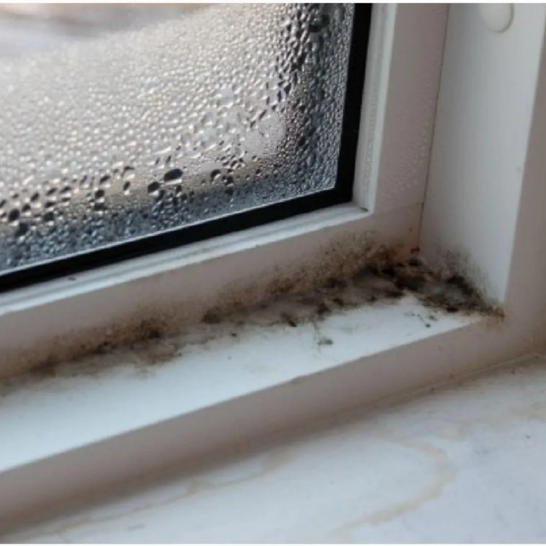 Breathe Easier: The Calgary Guide to Mold, VOCs, and Indoor Air Quality