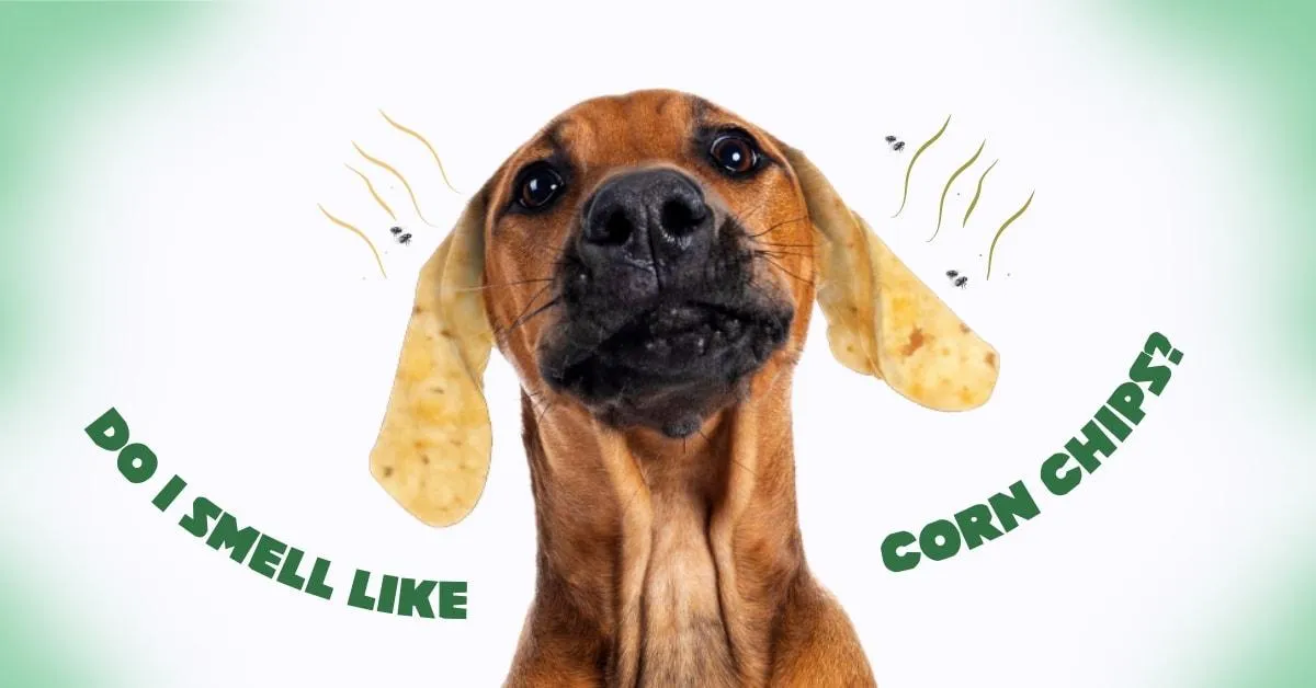 Does Your Dogs Ears Smell Like Corn Chips?