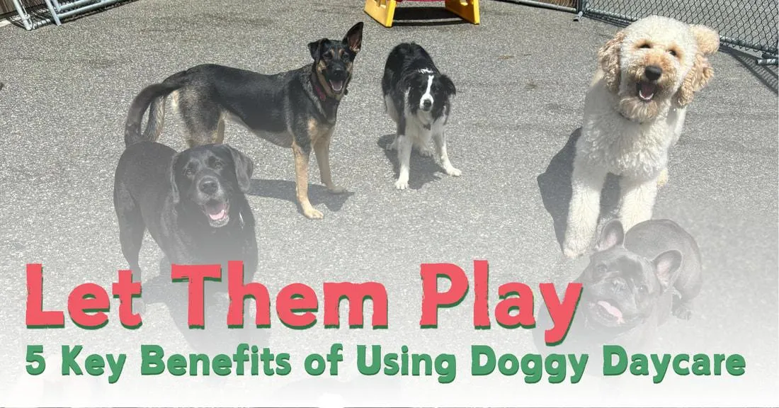 5 Key Benefits of Using Doggy Daycare