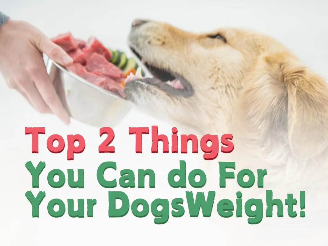 Managing Your Furry Friend's Weight