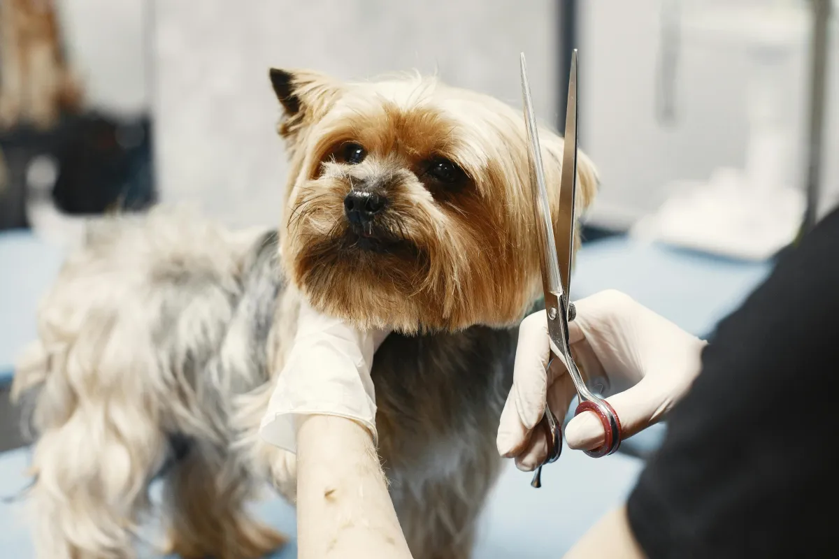 A cute dog getting a hairstyle in grooming salon