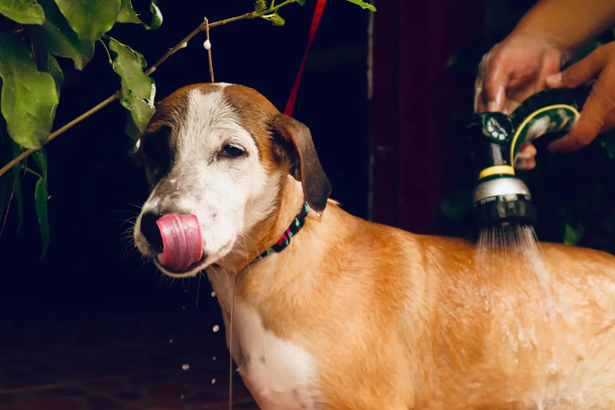 A groomer washing a dog