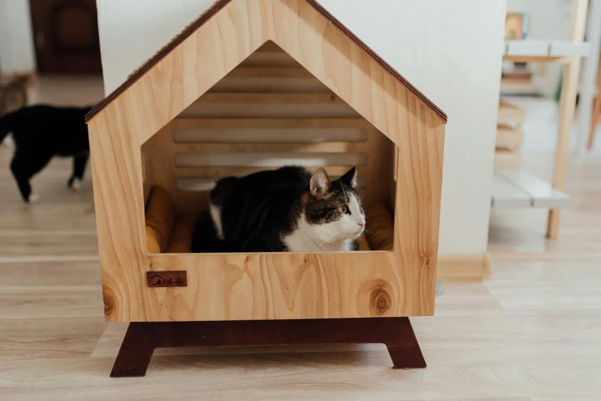 Cat staying in a cat boarding facility