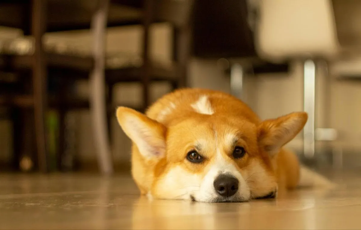 Corgi Feeling blue
