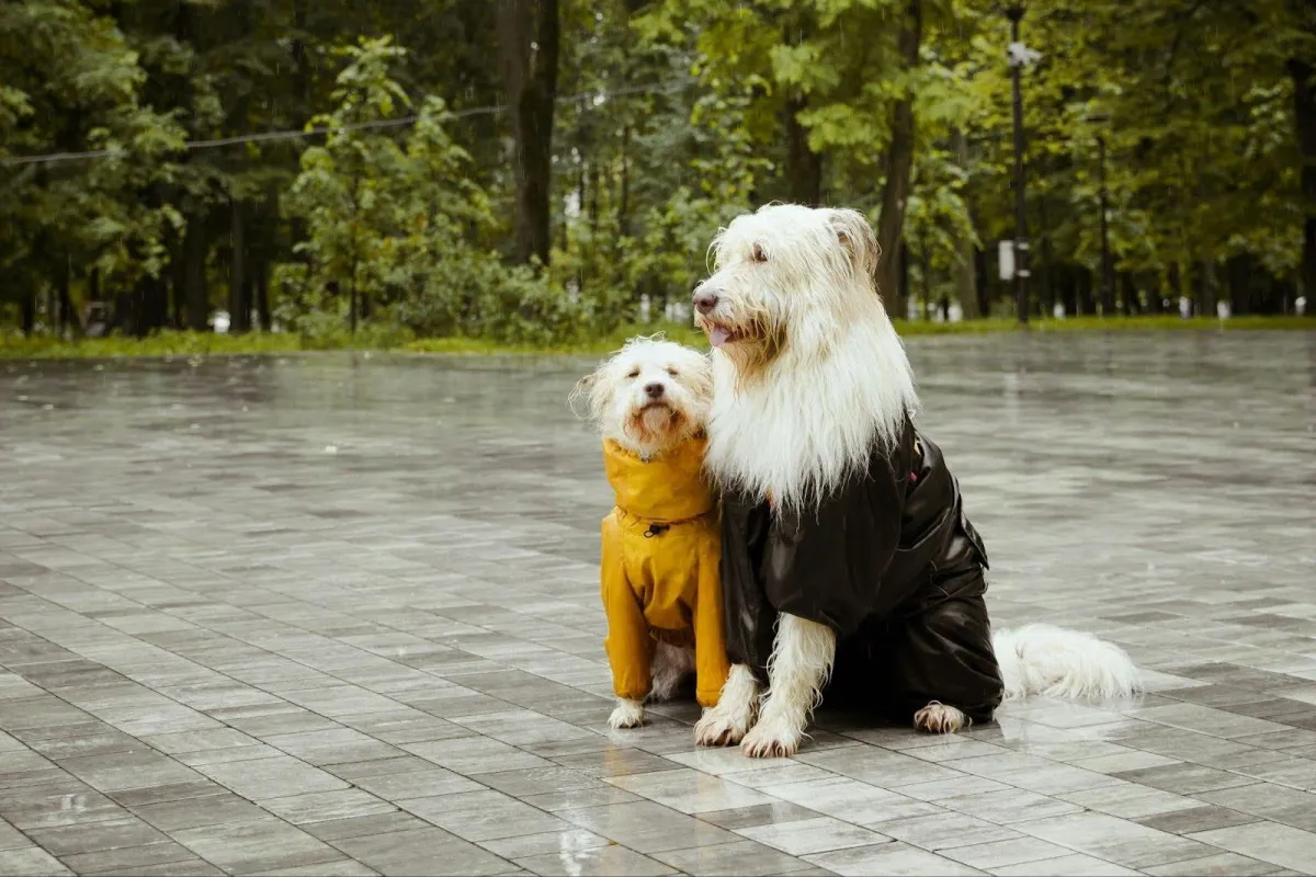 Preparing your pets for autumn